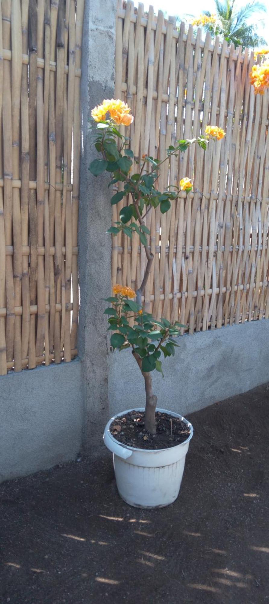 Exotic House Villa Gili Meno Exterior foto